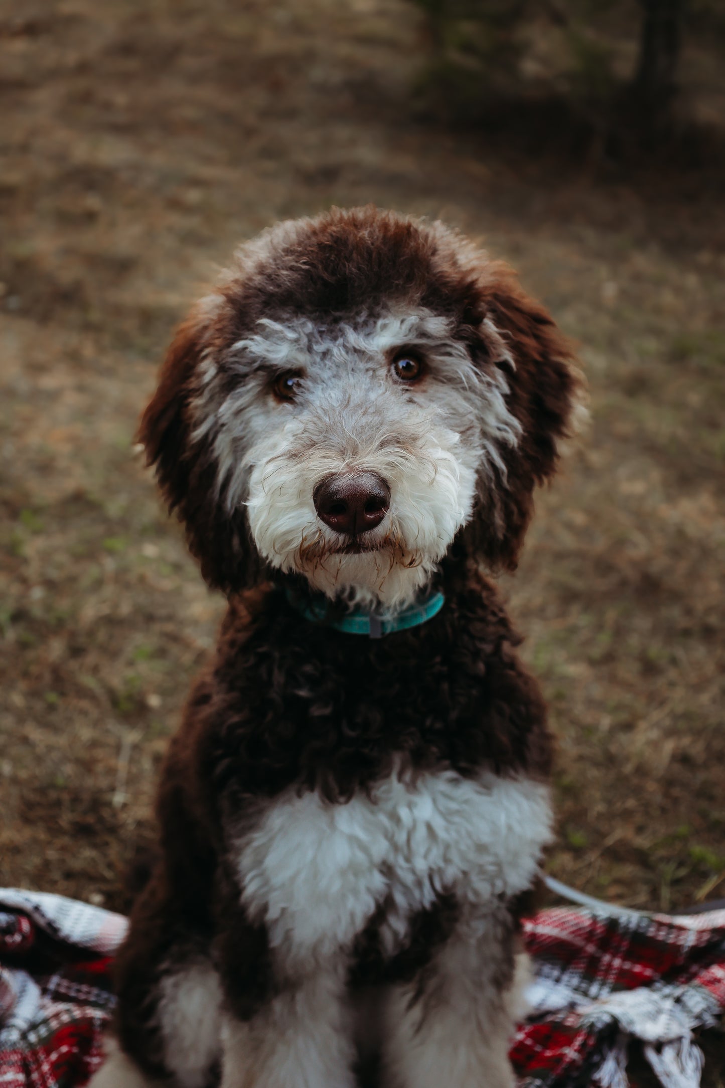 Customized Pet Hats